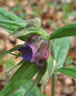 Fotografia 11 da espécie Aegonychon purpurocaeruleum no Jardim Botânico UTAD