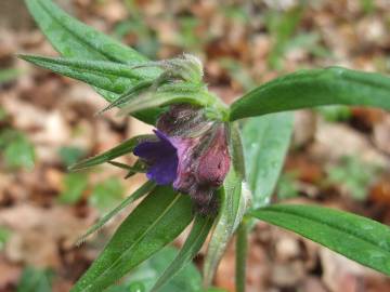 Fotografia da espécie Aegonychon purpurocaeruleum