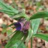 Fotografia 11 da espécie Aegonychon purpurocaeruleum do Jardim Botânico UTAD