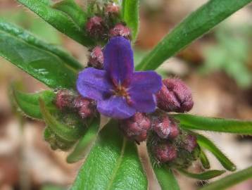 Fotografia da espécie Aegonychon purpurocaeruleum