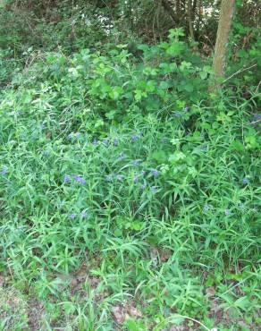 Fotografia 14 da espécie Aegonychon purpurocaeruleum no Jardim Botânico UTAD