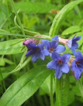 Fotografia 16 da espécie Aegonychon purpurocaeruleum no Jardim Botânico UTAD