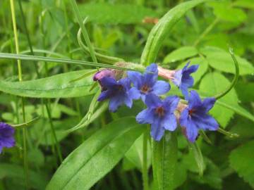 Fotografia da espécie Aegonychon purpurocaeruleum