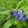 Fotografia 16 da espécie Aegonychon purpurocaeruleum do Jardim Botânico UTAD