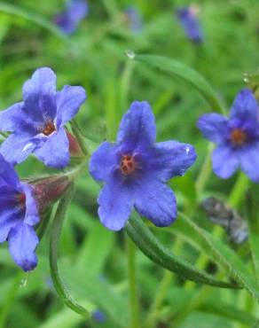 Fotografia 17 da espécie Aegonychon purpurocaeruleum no Jardim Botânico UTAD