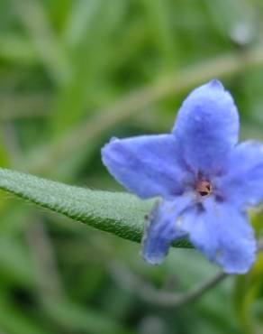 Fotografia 18 da espécie Aegonychon purpurocaeruleum no Jardim Botânico UTAD