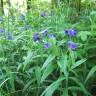 Fotografia 19 da espécie Aegonychon purpurocaeruleum do Jardim Botânico UTAD