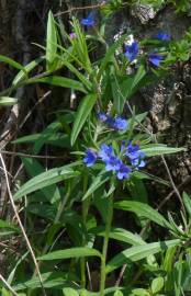 Fotografia da espécie Aegonychon purpurocaeruleum