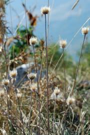 Fotografia da espécie Xeranthemum inapertum