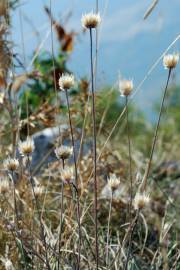 Fotografia da espécie Xeranthemum inapertum