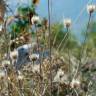 Fotografia 5 da espécie Xeranthemum inapertum do Jardim Botânico UTAD