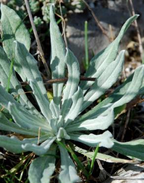 Fotografia 6 da espécie Xeranthemum inapertum no Jardim Botânico UTAD