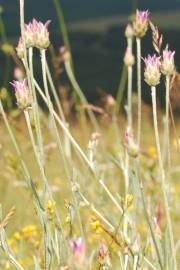 Fotografia da espécie Xeranthemum inapertum