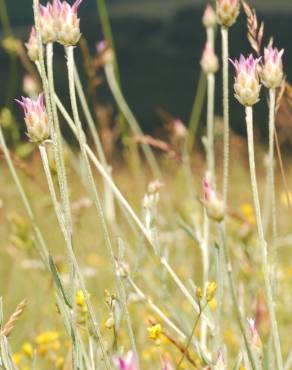 Fotografia 7 da espécie Xeranthemum inapertum no Jardim Botânico UTAD