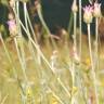 Fotografia 7 da espécie Xeranthemum inapertum do Jardim Botânico UTAD