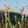 Fotografia 8 da espécie Xeranthemum inapertum do Jardim Botânico UTAD