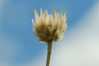 Fotografia da espécie Xeranthemum inapertum