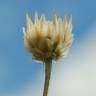 Fotografia 9 da espécie Xeranthemum inapertum do Jardim Botânico UTAD