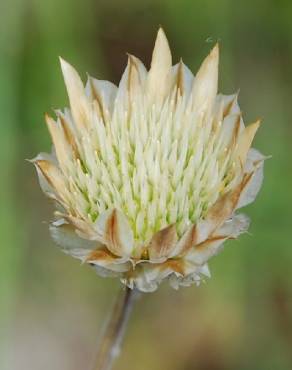Fotografia 10 da espécie Xeranthemum inapertum no Jardim Botânico UTAD