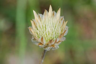 Fotografia da espécie Xeranthemum inapertum