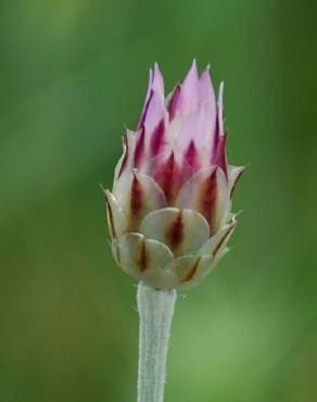 Fotografia 11 da espécie Xeranthemum inapertum no Jardim Botânico UTAD