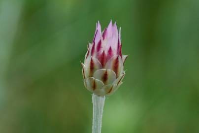 Fotografia da espécie Xeranthemum inapertum