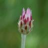 Fotografia 11 da espécie Xeranthemum inapertum do Jardim Botânico UTAD