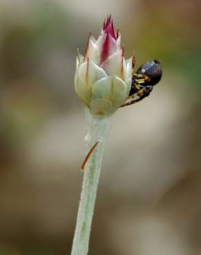 Fotografia 12 da espécie Xeranthemum inapertum no Jardim Botânico UTAD