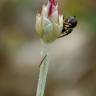 Fotografia 12 da espécie Xeranthemum inapertum do Jardim Botânico UTAD