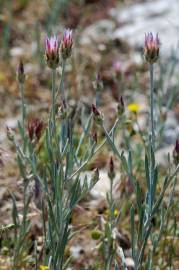 Fotografia da espécie Xeranthemum inapertum