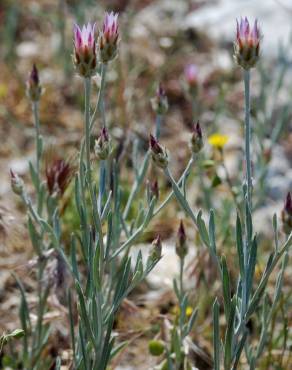 Fotografia 14 da espécie Xeranthemum inapertum no Jardim Botânico UTAD