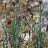 Fotografia 14 da espécie Xeranthemum inapertum do Jardim Botânico UTAD