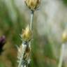 Fotografia 15 da espécie Xeranthemum inapertum do Jardim Botânico UTAD