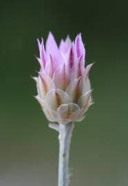 Fotografia da espécie Xeranthemum inapertum