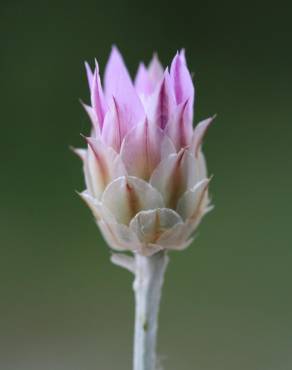 Fotografia 16 da espécie Xeranthemum inapertum no Jardim Botânico UTAD