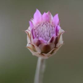 Fotografia da espécie Xeranthemum inapertum