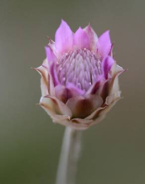 Fotografia 17 da espécie Xeranthemum inapertum no Jardim Botânico UTAD