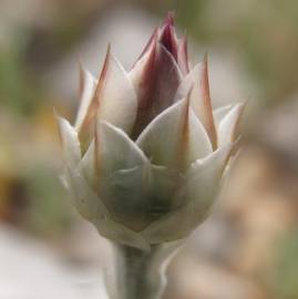 Fotografia da espécie Xeranthemum inapertum