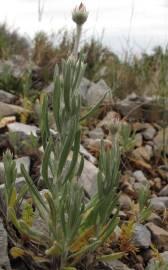 Fotografia da espécie Xeranthemum inapertum