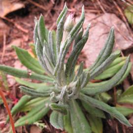 Fotografia da espécie Xeranthemum inapertum