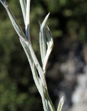 Fotografia 21 da espécie Xeranthemum inapertum no Jardim Botânico UTAD