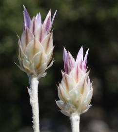 Fotografia da espécie Xeranthemum inapertum