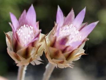 Fotografia da espécie Xeranthemum inapertum