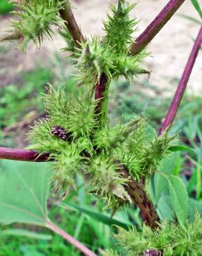 Fotografia 1 da espécie Xanthium orientale no Jardim Botânico UTAD