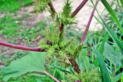 Fotografia da espécie Xanthium orientale