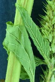 Fotografia da espécie Amaranthus powelii