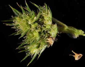 Fotografia da espécie Amaranthus powelii