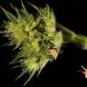 Fotografia 5 da espécie Amaranthus powelii do Jardim Botânico UTAD