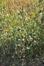 Fotografia da espécie Amaranthus powelii