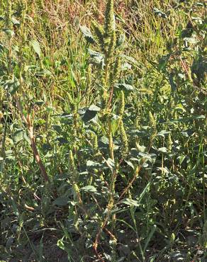 Fotografia 8 da espécie Amaranthus powelii no Jardim Botânico UTAD